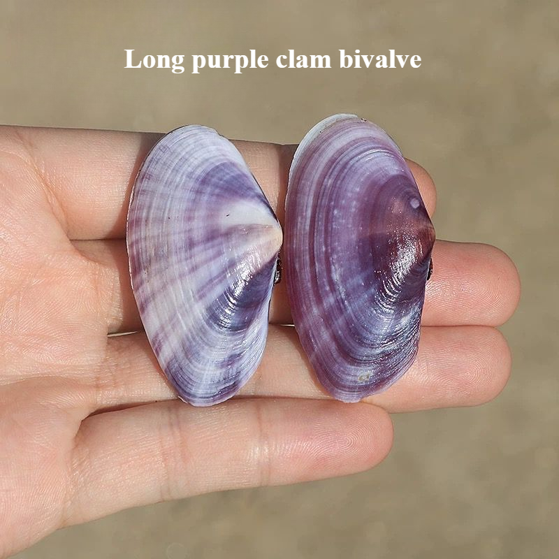 Aquarium Marine Fish - Lungo vongole viola Conchiglia naturale Conchiglia