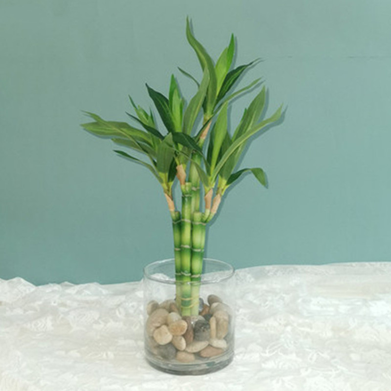 Nuovo 40 cm rFtificial Lucky B - Aquarium Marine Fish recensione e prezzo