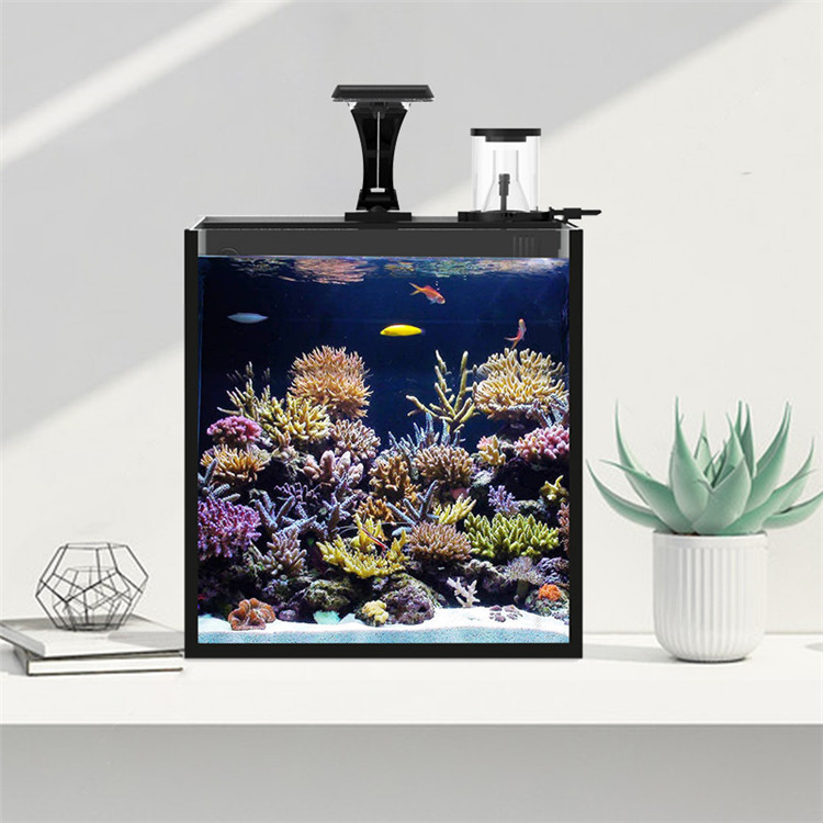Skynuo Mini Acquario Marino in - Aquarium Marine Clearwater recensione e prezzo