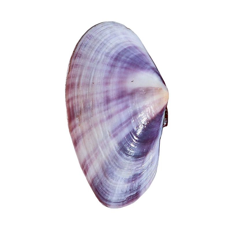 Lungo vongole viola Conchiglia - Aquarium Marine Fish recensione e prezzo