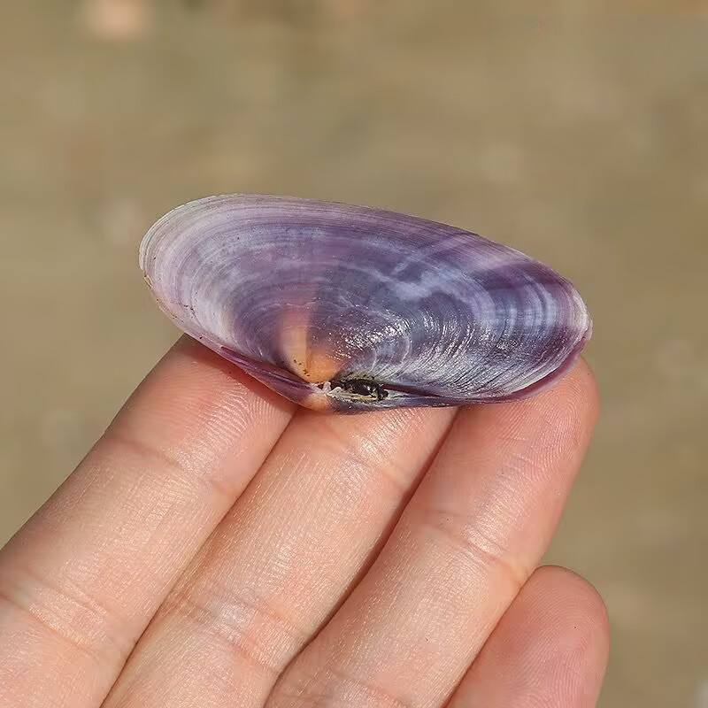 Lungo vongole viola Conchiglia - Aquarium Marine Fish recensione e prezzo