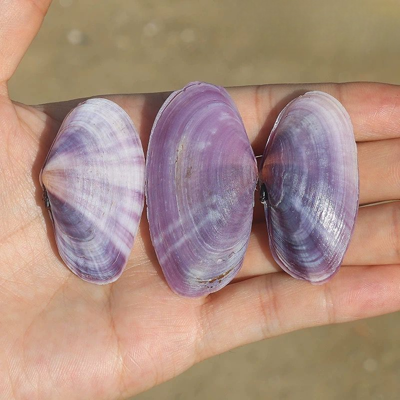 Lungo vongole viola Conchiglia - Aquarium Marine Fish recensione e prezzo