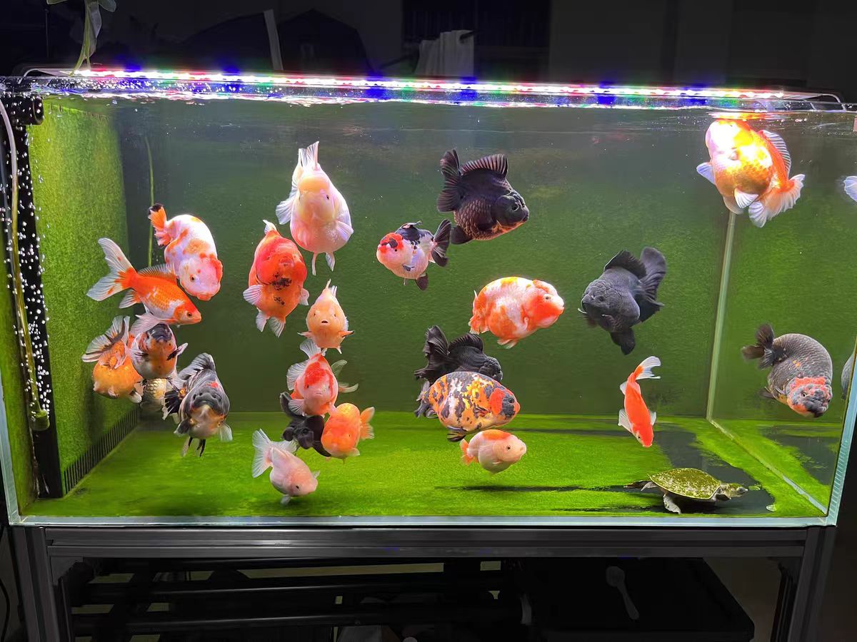 Lampada LED per Acquario con S - Aquarium Marine Clearwater recensione e prezzo